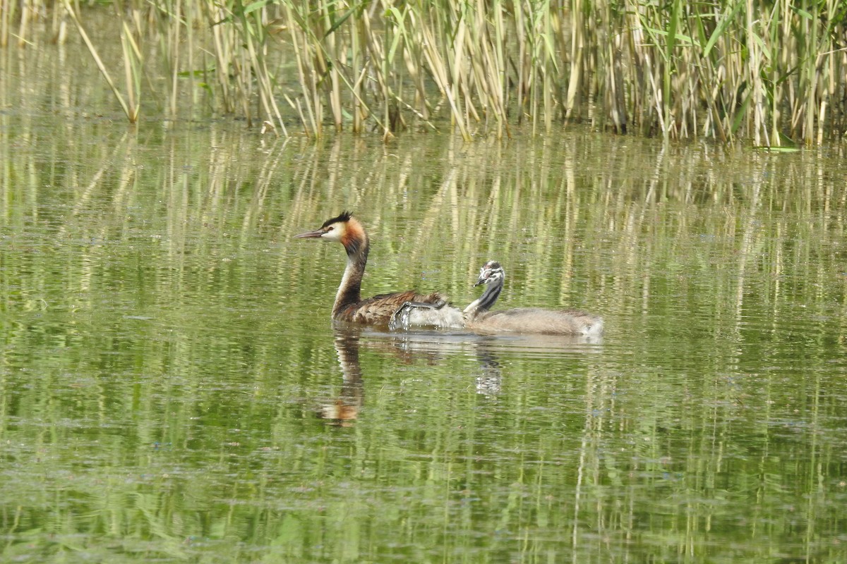 Great Crested Grebe - ML620920042