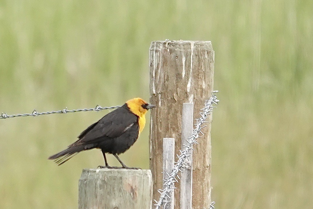 Yellow-headed Blackbird - ML620920047