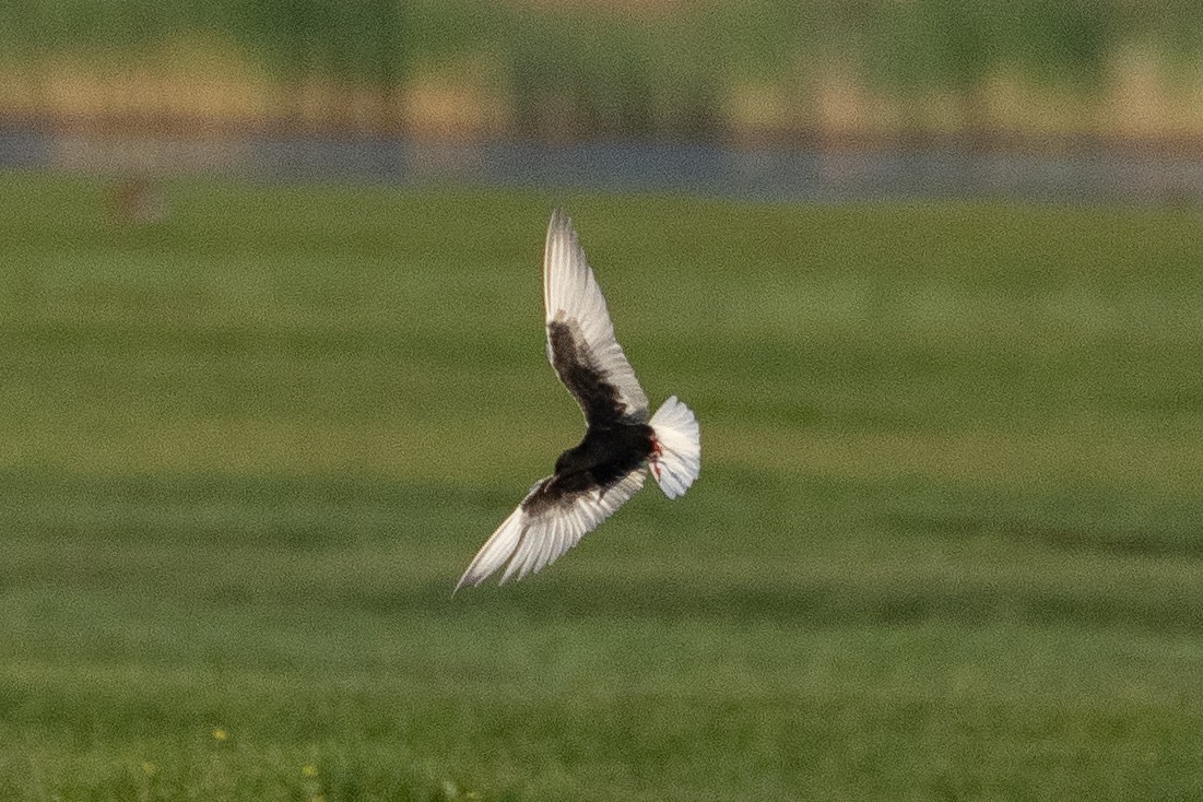 白翅黑燕鷗 - ML620920049