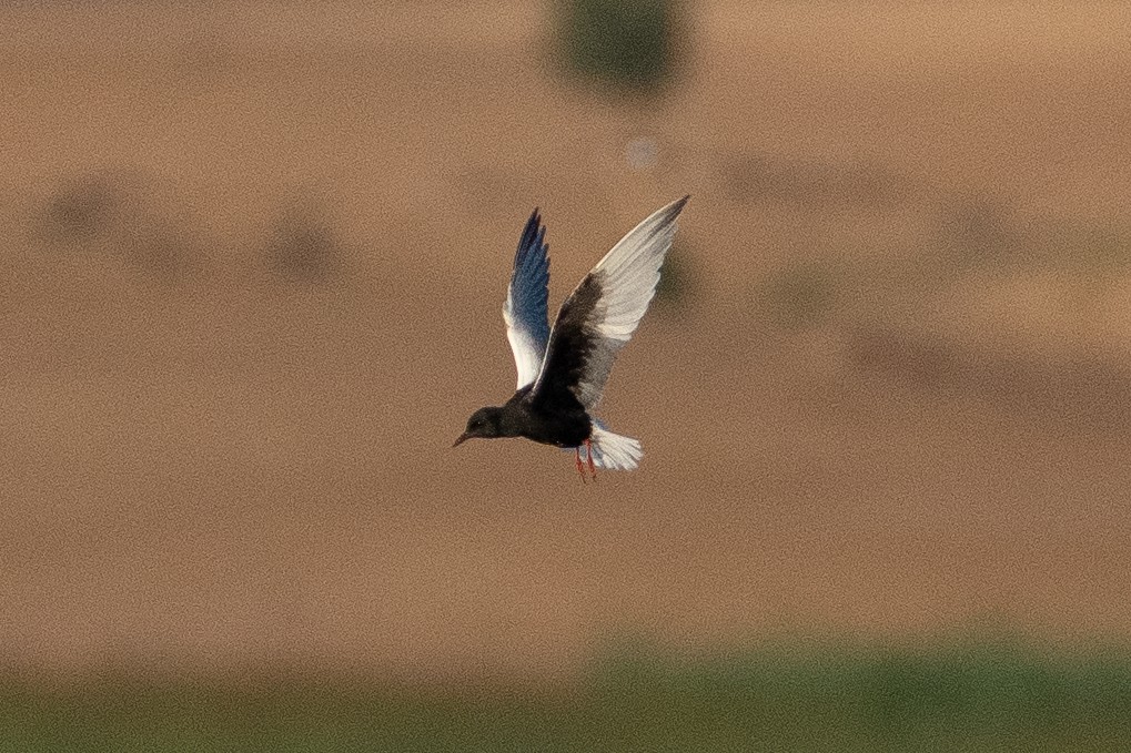White-winged Tern - ML620920051