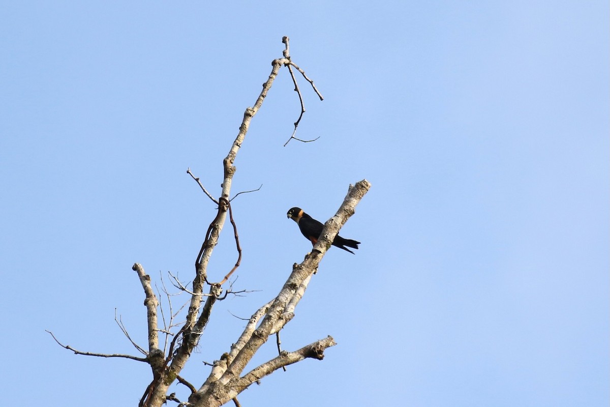 Bat Falcon - ML620920099