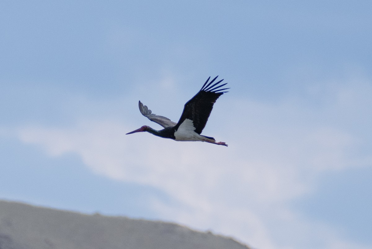 Black Stork - ML620920104