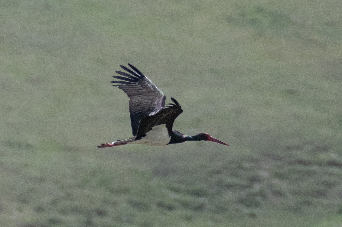 Black Stork - ML620920105