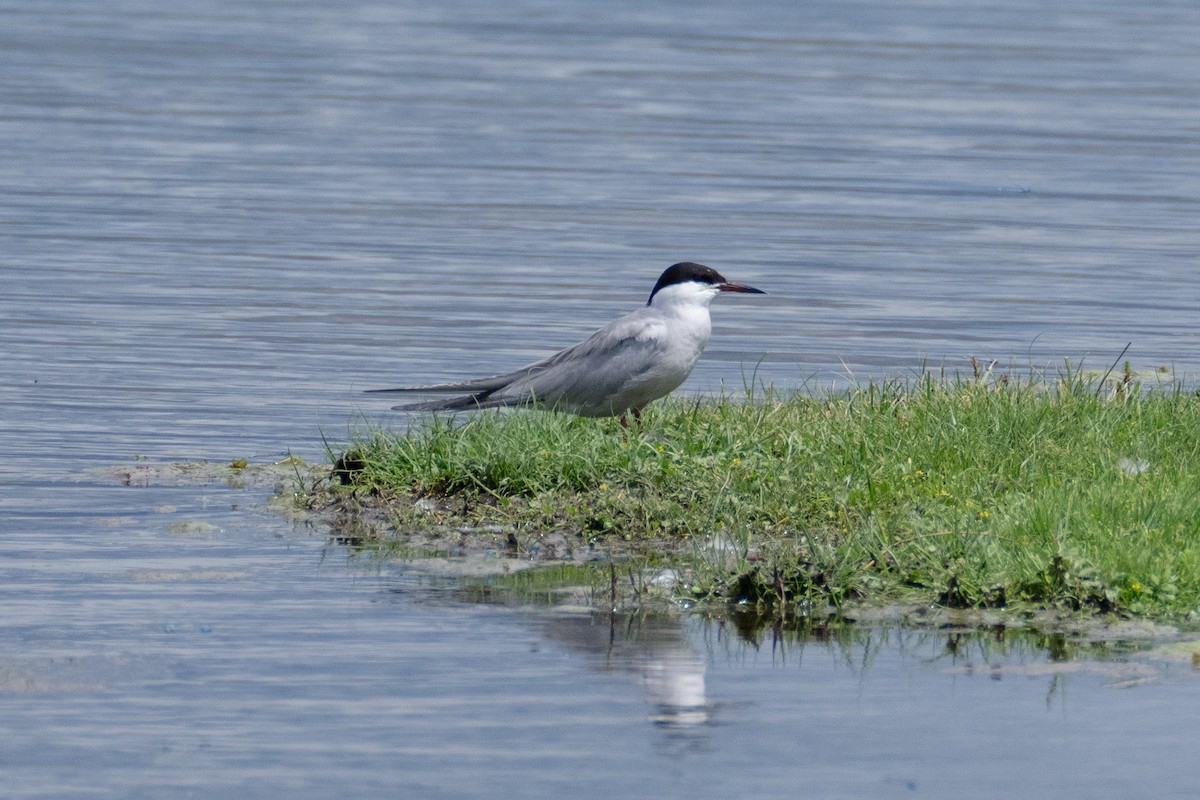 Common Tern - ML620920118