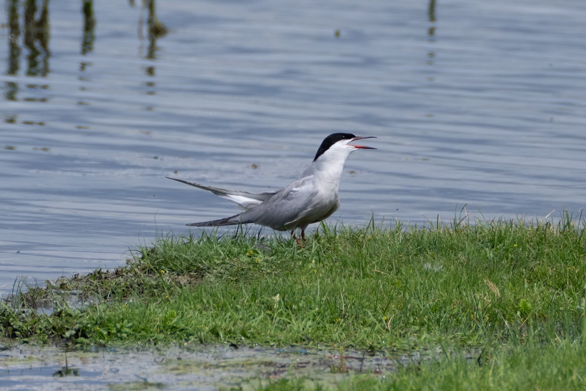 Common Tern - ML620920119