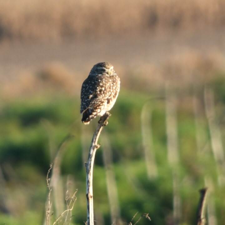 Burrowing Owl - ML620920123