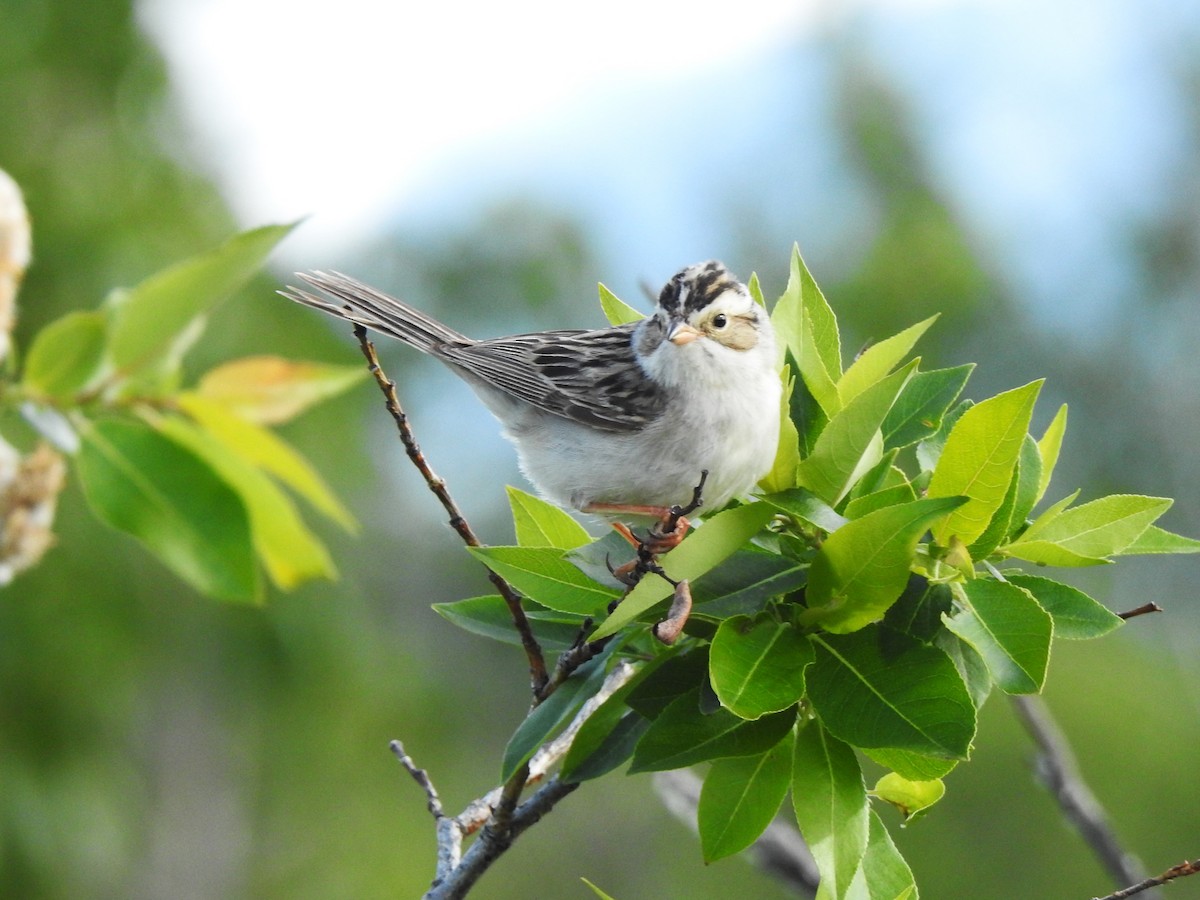 Clay-colored Sparrow - ML620920127