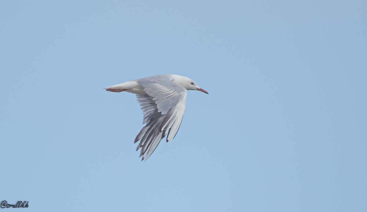 Slender-billed Gull - Israel  Hintayev