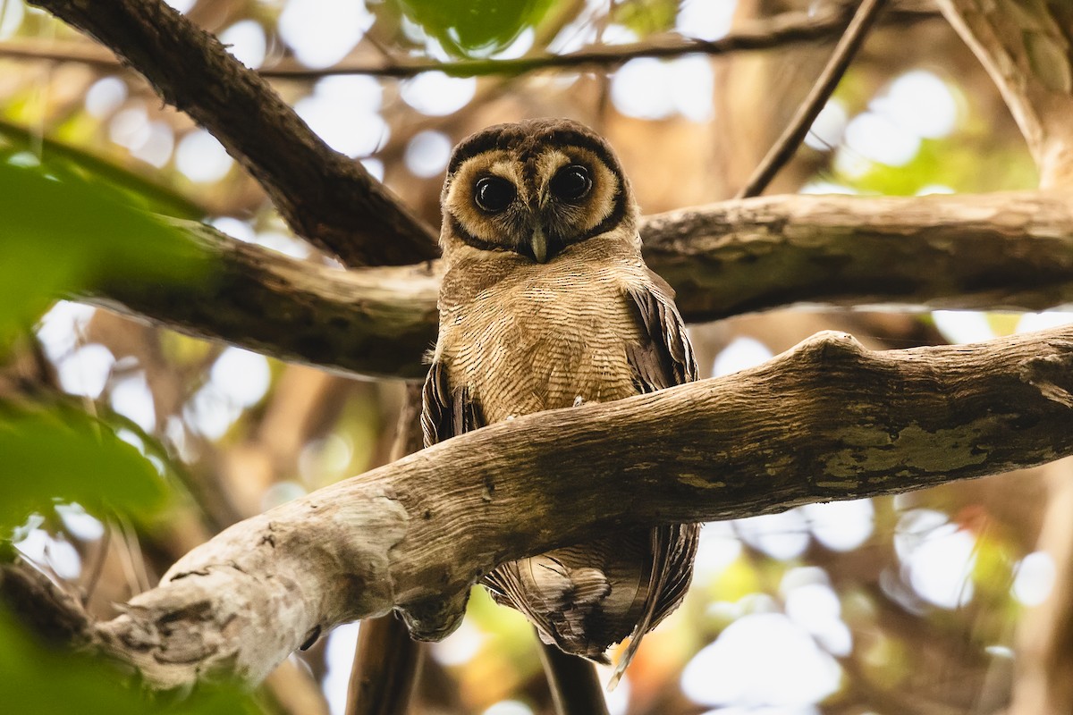 Brown Wood-Owl - ML620920138