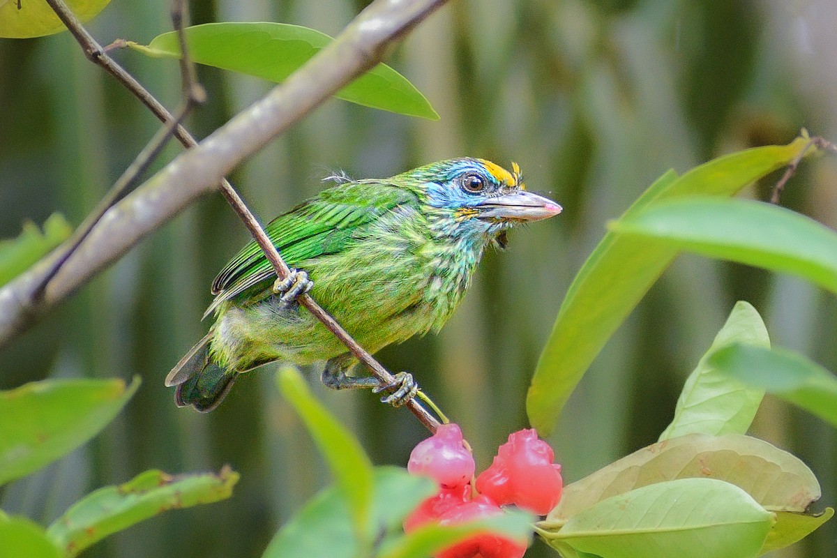 Yellow-fronted Barbet - ML620920141