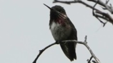 Calliope Hummingbird - ML620920150
