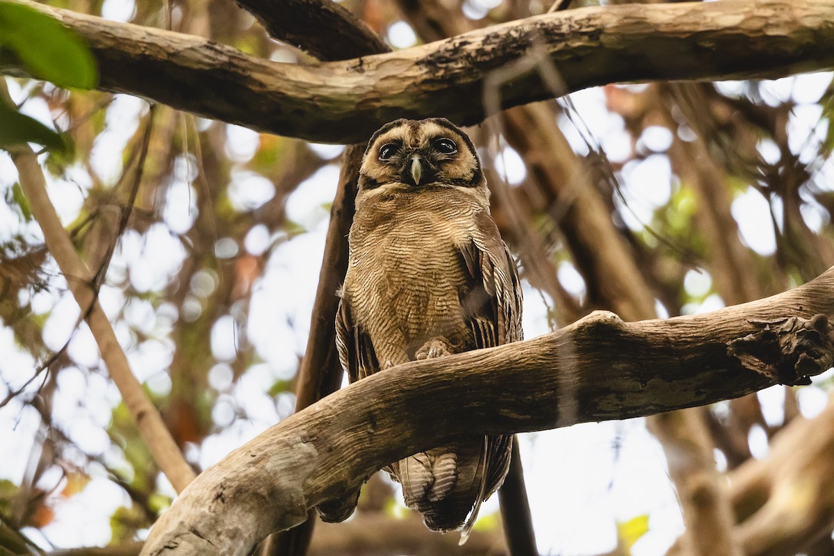 Brown Wood-Owl - ML620920162