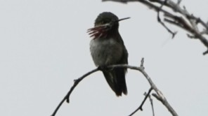 Calliope Hummingbird - ML620920167