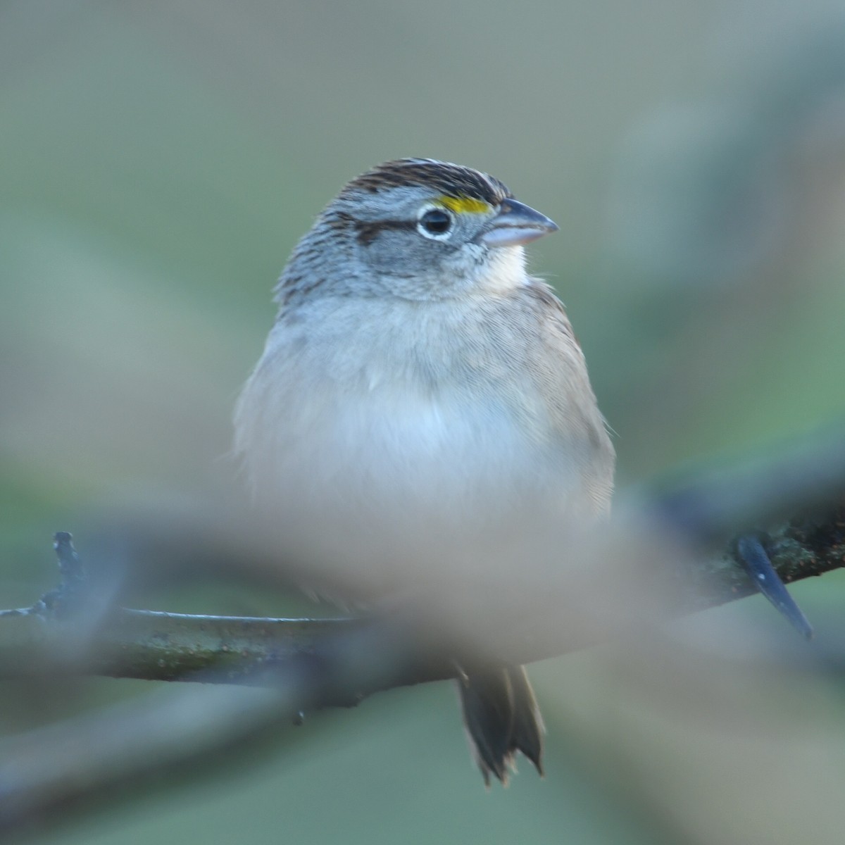Grassland Sparrow - ML620920168
