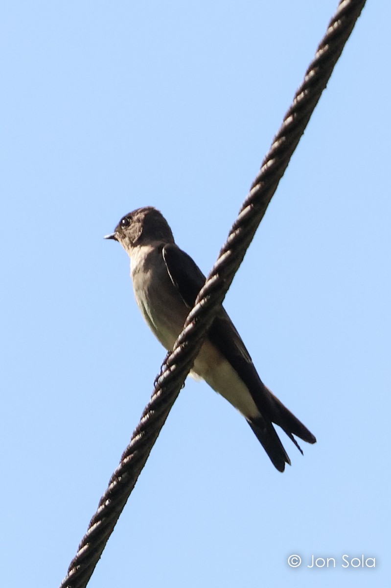 Southern Rough-winged Swallow - ML620920202