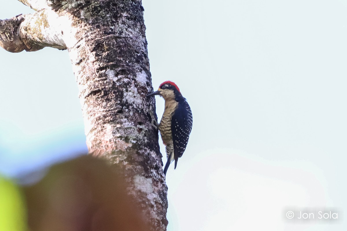Black-cheeked Woodpecker - ML620920219