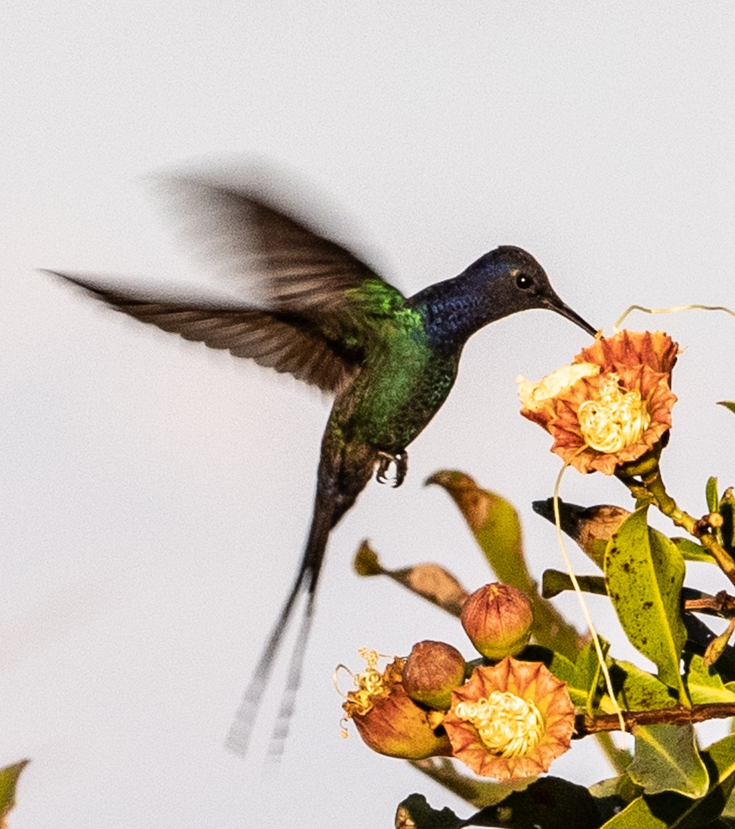 Swallow-tailed Hummingbird - ML620920224