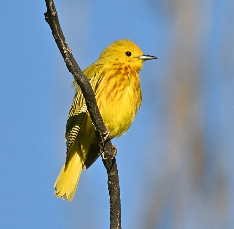 Yellow Warbler - ML620920259