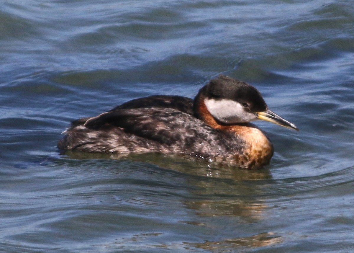 Red-necked Grebe - ML620920262