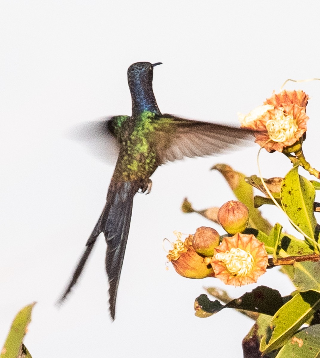 Swallow-tailed Hummingbird - Lynn Chapman