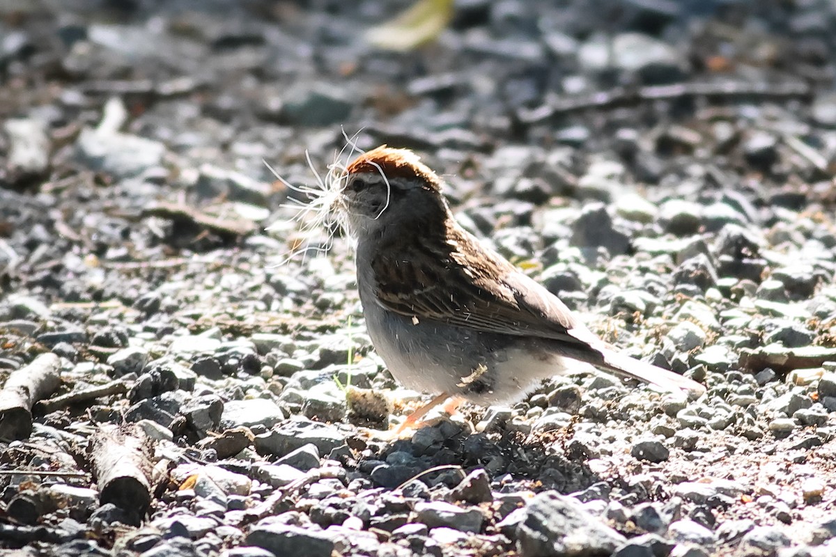 Chipping Sparrow - ML620920277