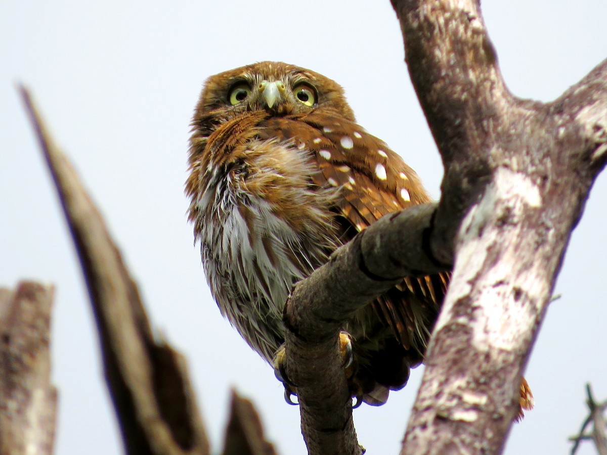 Ferruginous Pygmy-Owl - ML620920283