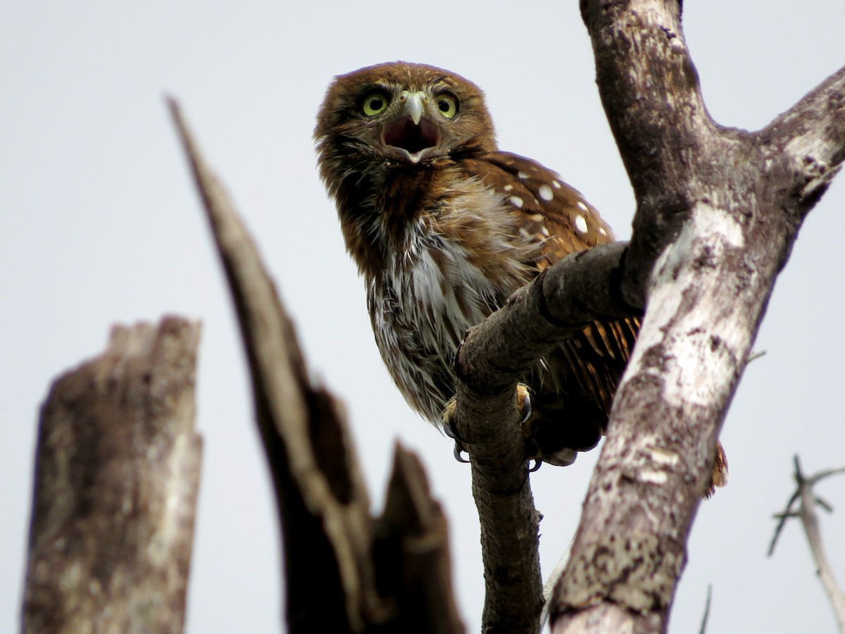 Ferruginous Pygmy-Owl - ML620920284