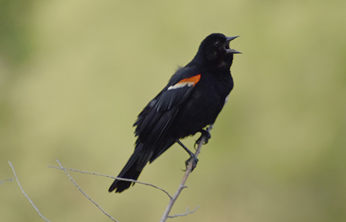 Red-winged Blackbird - ML620920288