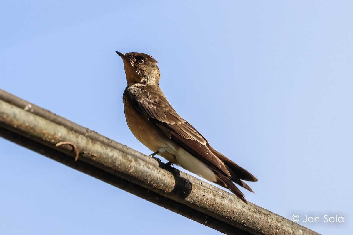 Southern Rough-winged Swallow - ML620920334