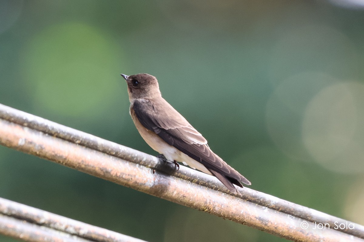 Southern Rough-winged Swallow - ML620920335