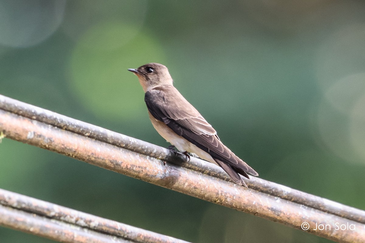 Southern Rough-winged Swallow - ML620920336