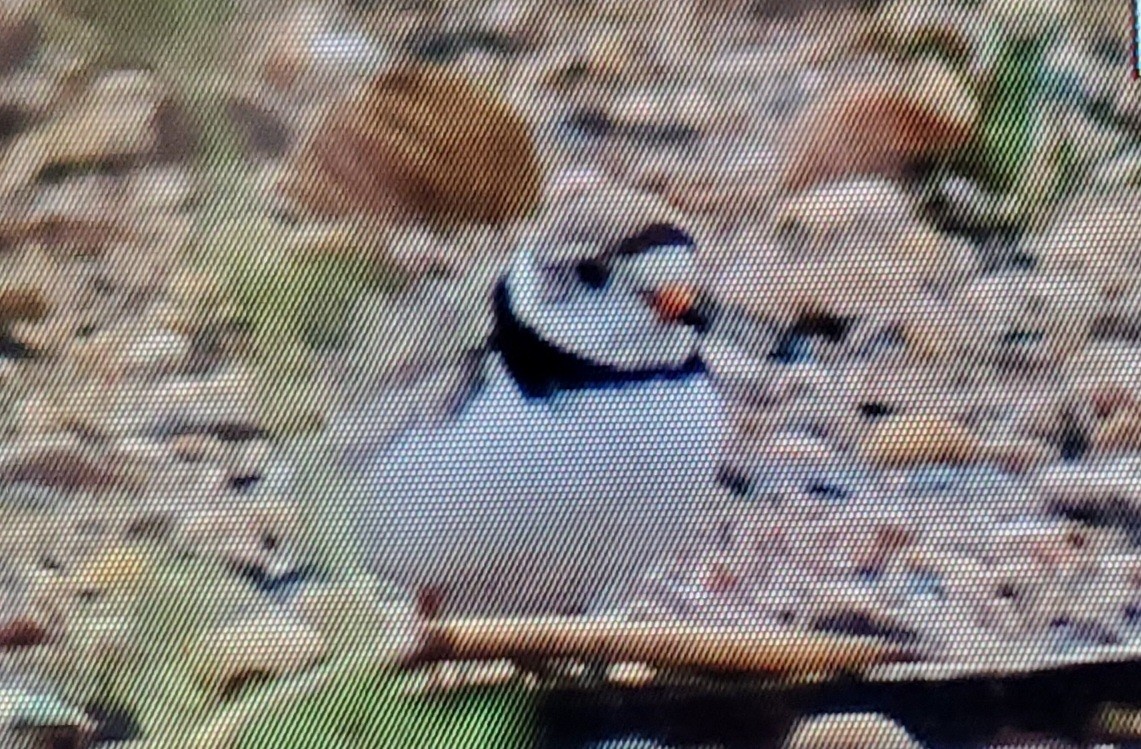 Piping Plover - ML620920376