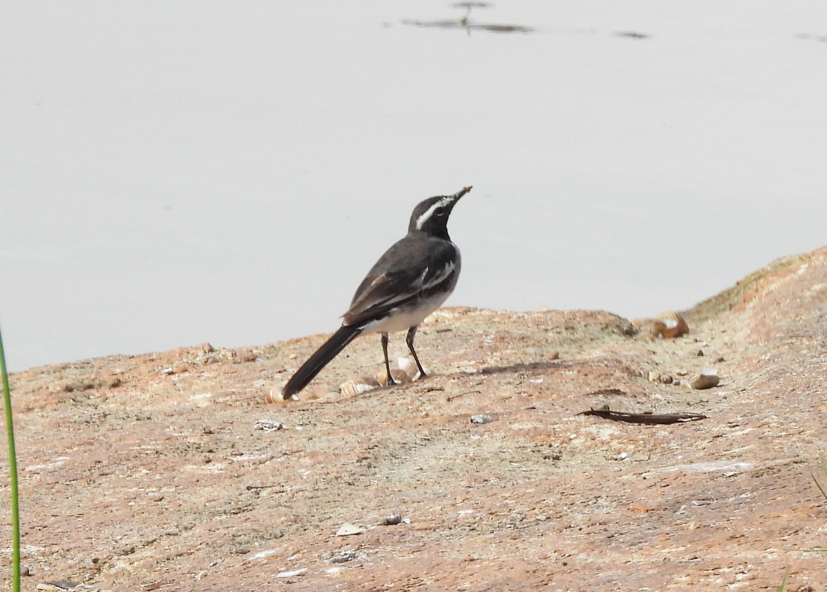 White-browed Wagtail - ML620920395