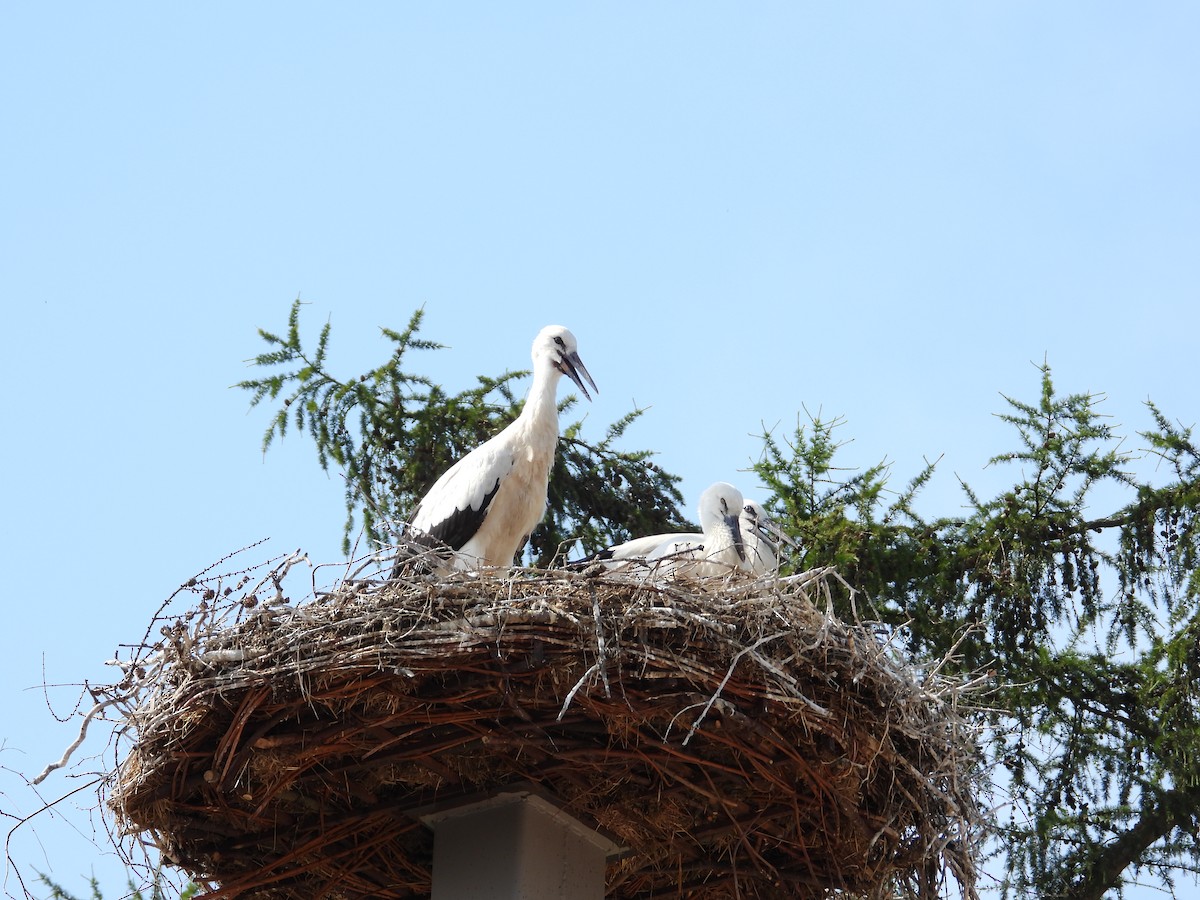 White Stork - ML620920405