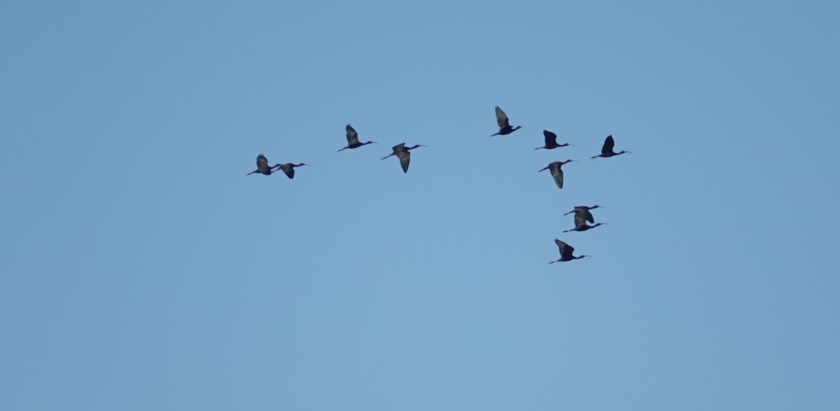 ibis hnědý - ML620920409