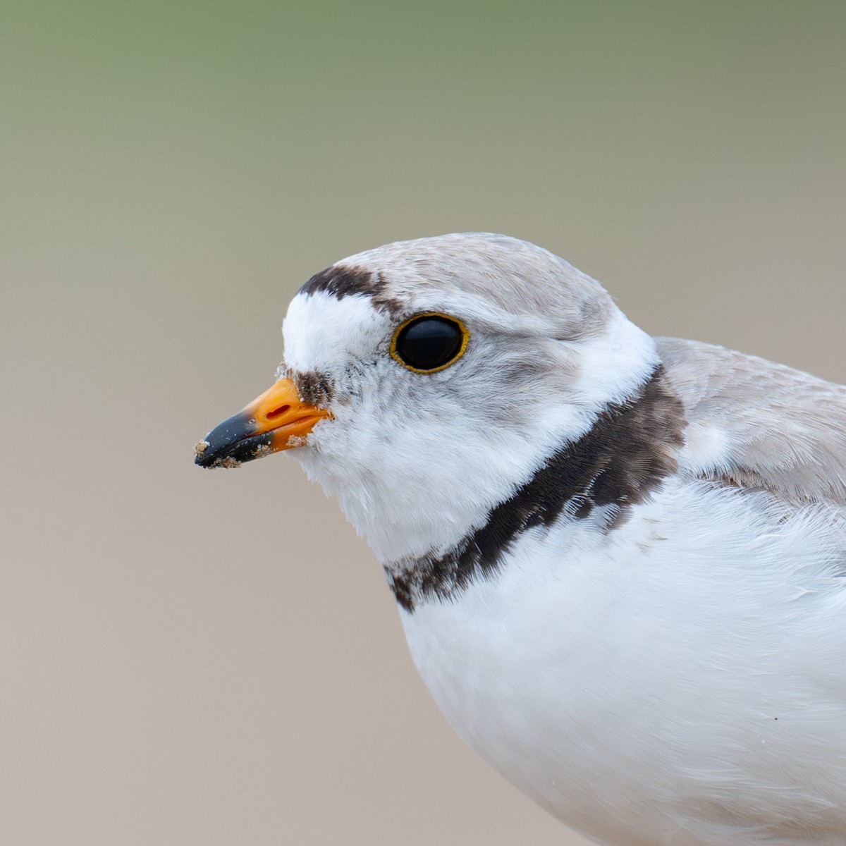 Piping Plover - ML620920425
