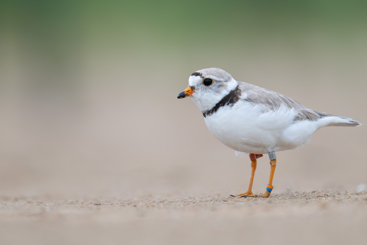 Piping Plover - ML620920428