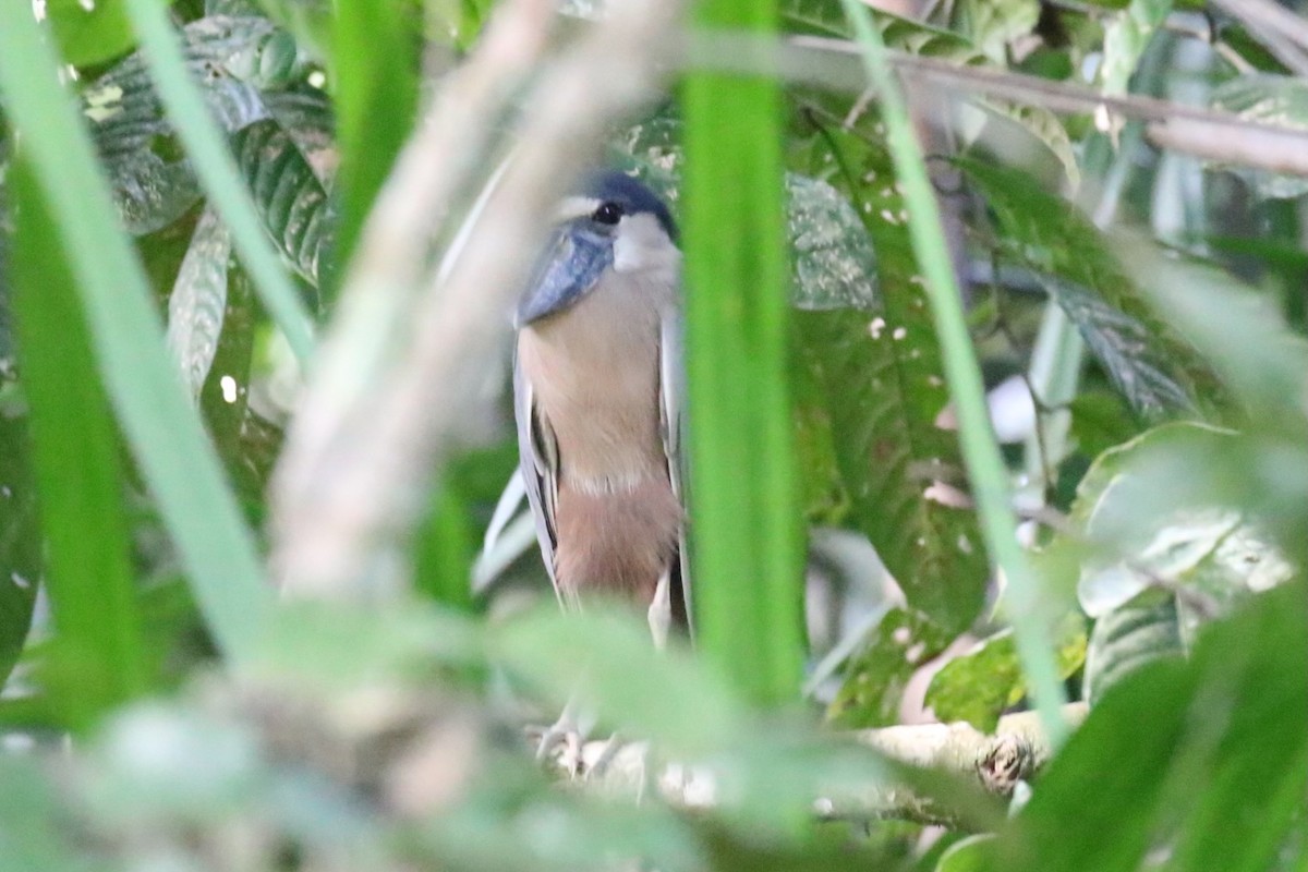 Boat-billed Heron - ML620920454