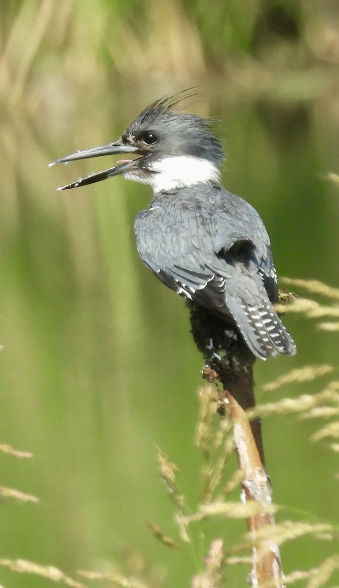 Belted Kingfisher - ML620920463