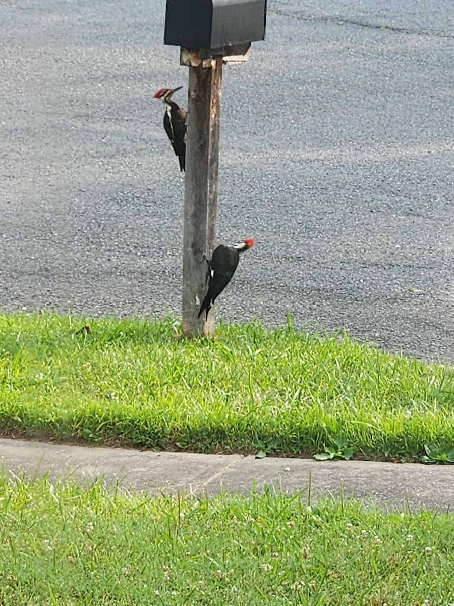 Red-headed Woodpecker - ML620920476
