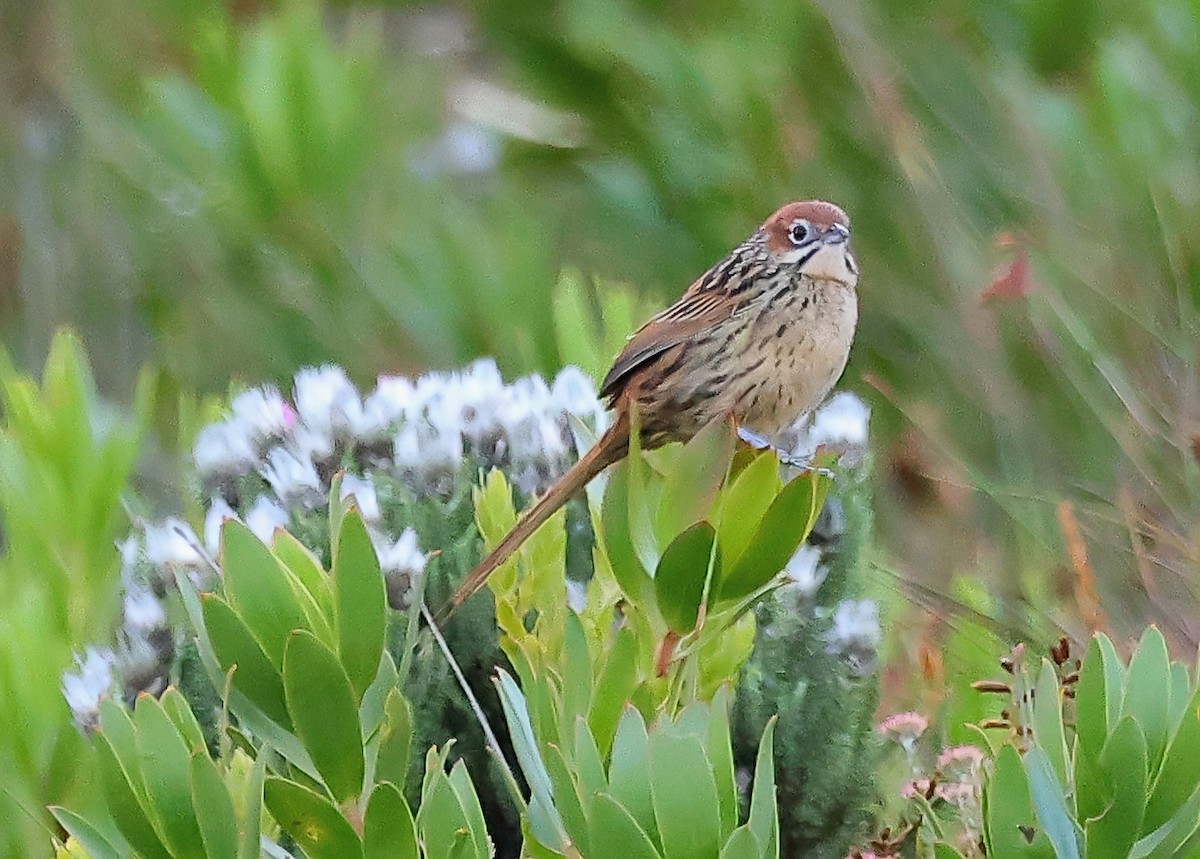 Cape Grassbird - ML620920501