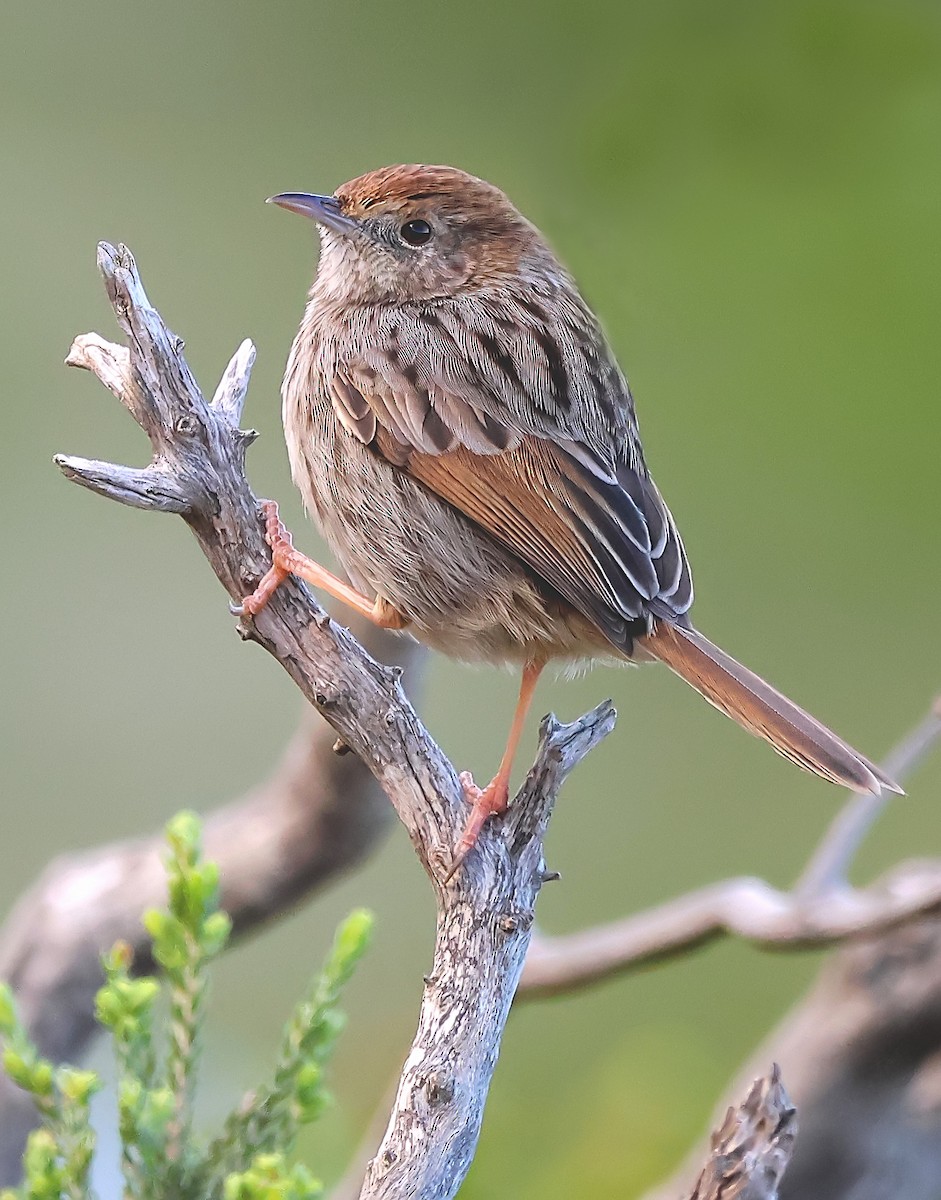 Red-headed Cisticola (Red-headed) - ML620920505