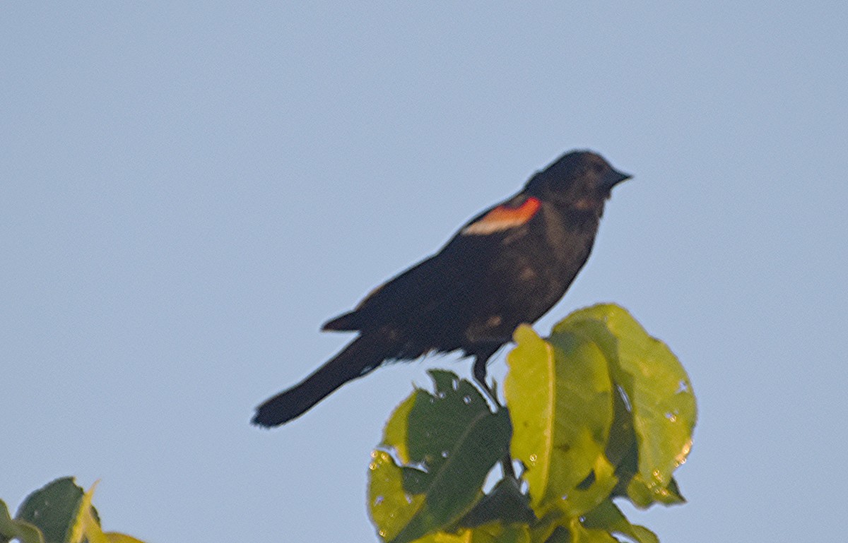 Red-winged Blackbird - ML620920518