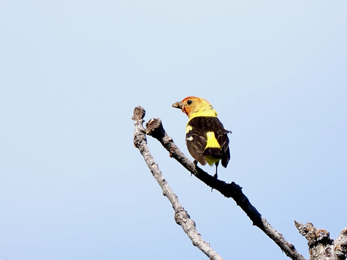 Western Tanager - ML620920520