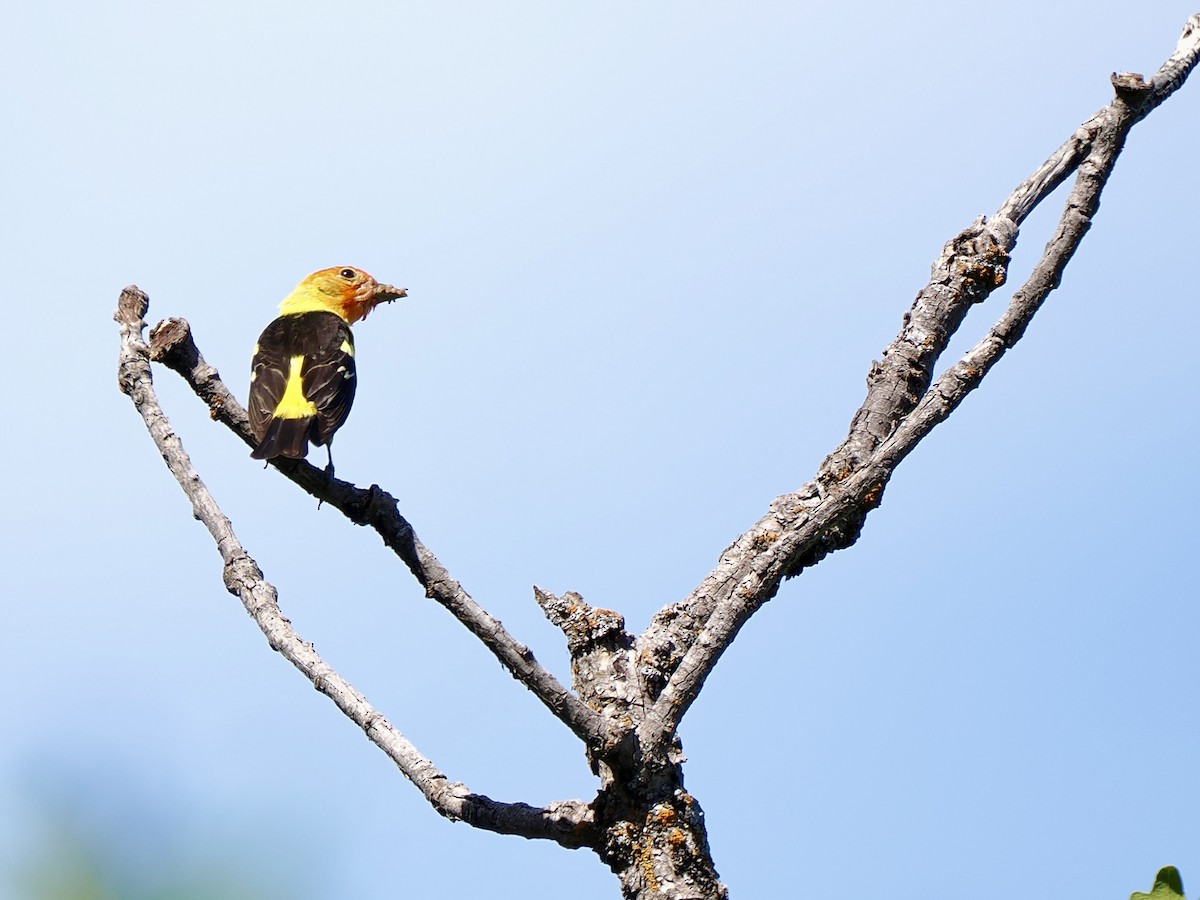 Western Tanager - ML620920521