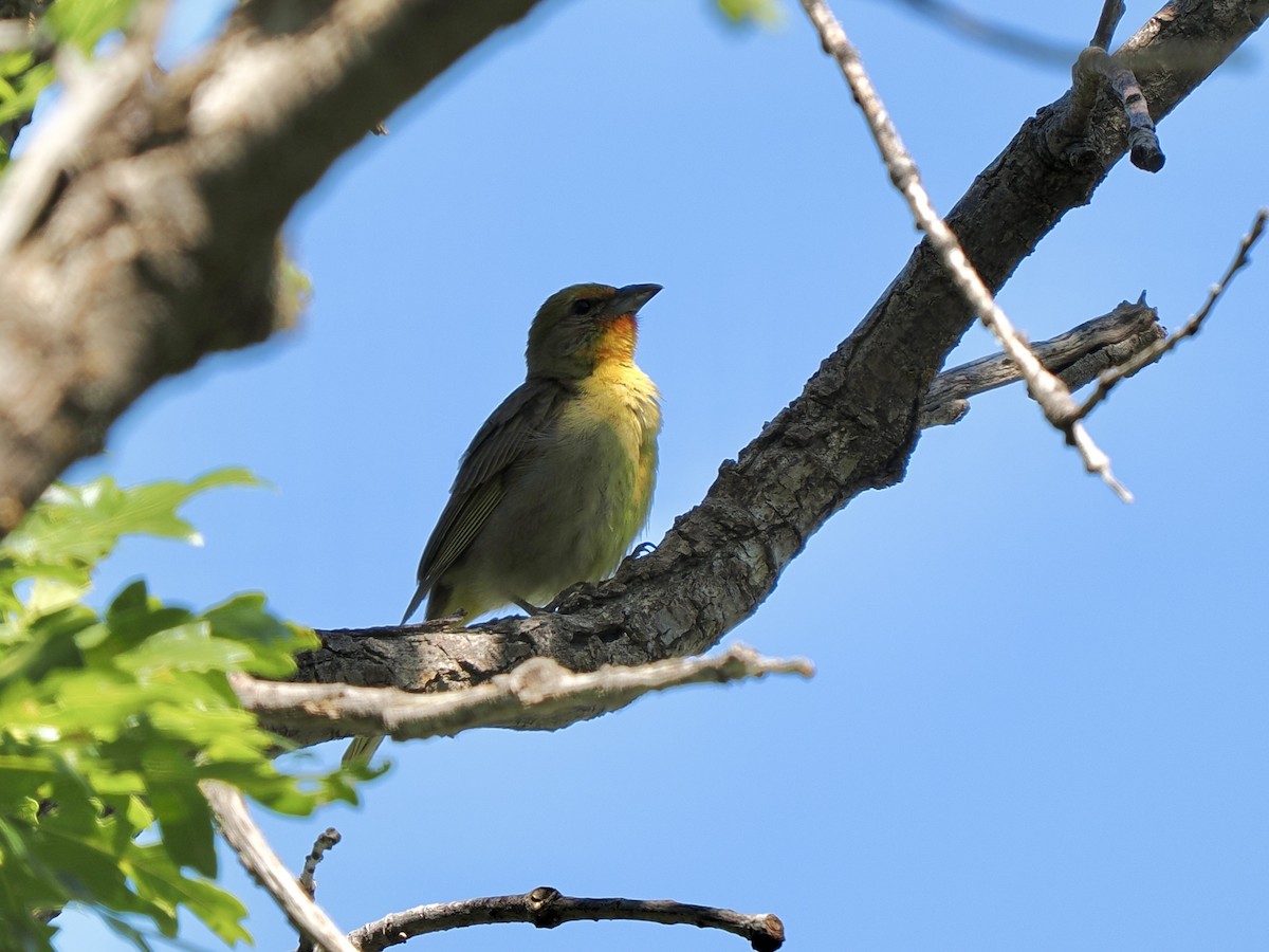 Western Tanager - ML620920522