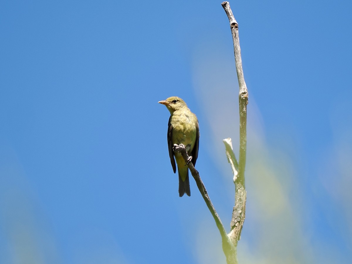 Western Tanager - ML620920523