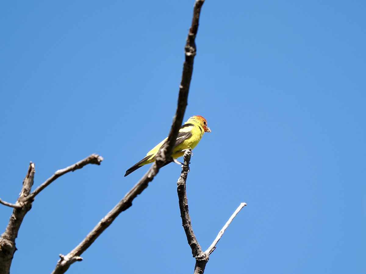 Western Tanager - ML620920524