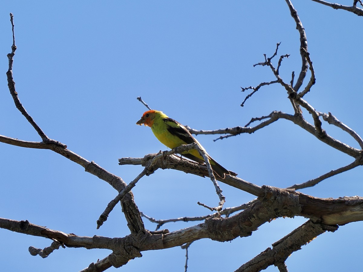 Western Tanager - ML620920525