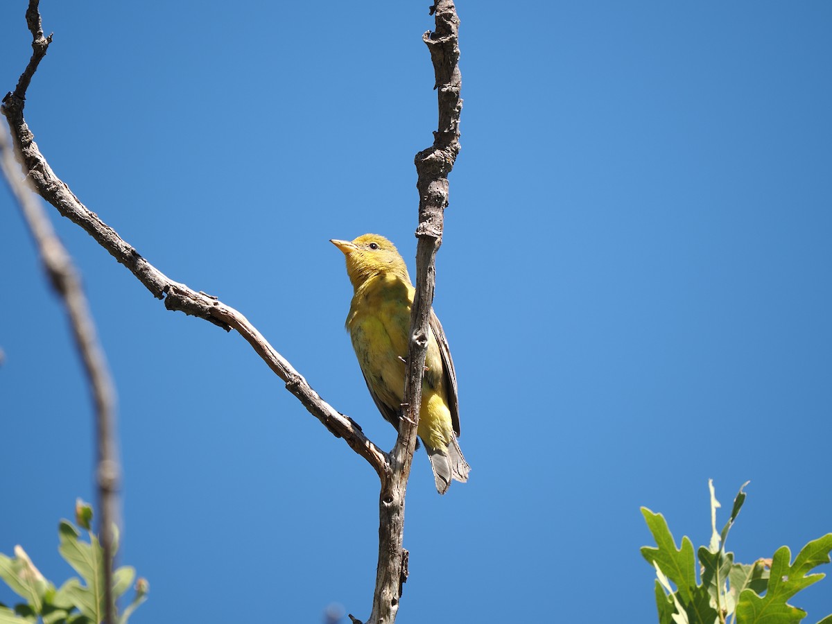 Western Tanager - ML620920526